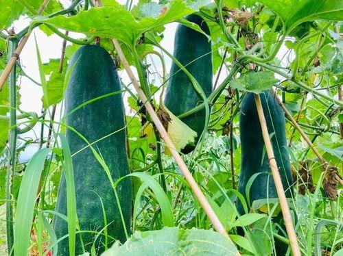 吃瓜速览,盘点娱乐圈最新热点事件