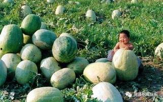 二木吃瓜,揭秘娱乐圈幕后故事