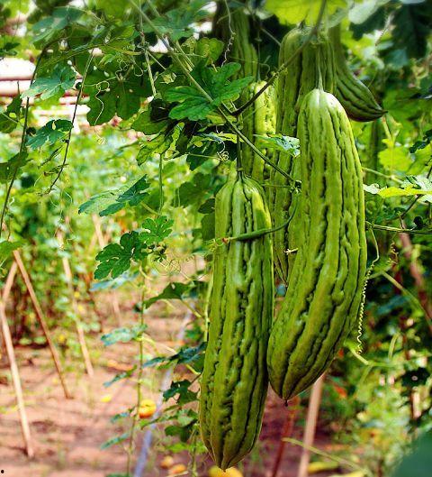 二木吃瓜,揭秘娱乐圈幕后故事