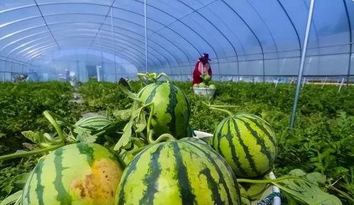 光山直播吃瓜,一场别开生面的“吃瓜”盛宴