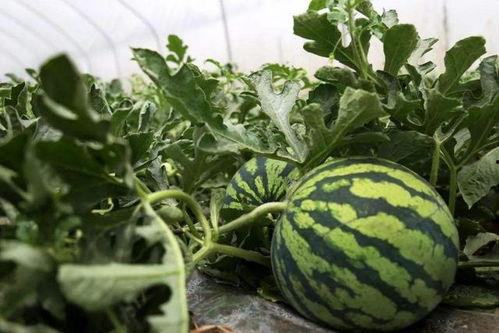 两夫妻在路边吃瓜,夫妻路边共享瓜果时光