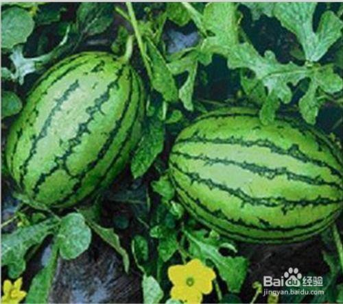 哪些吃的瓜,盘点那些让人欲罢不能的美食瓜果