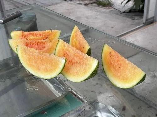 农村免费吃瓜趣事,免费吃瓜的欢乐时光