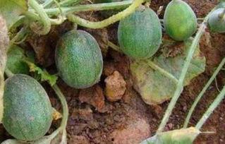 农村免费吃瓜趣事,免费吃瓜的欢乐时光