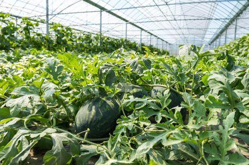 农村免费吃瓜趣事,免费吃瓜的欢乐时光