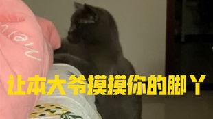 小猫吃瓜模板