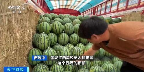 冰花吃瓜,冰花与瓜果的奇幻之旅