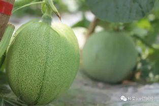 网纹瓜幼瓜怎么吃,网纹瓜幼瓜的多样食法探索