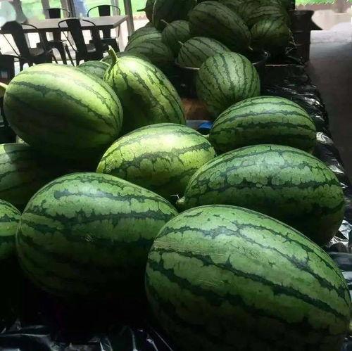 吃京瓜视频大全,一场视觉与味觉的盛宴