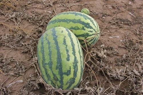 吃瓜的小左,吃瓜小左带你揭秘娱乐圈那些事儿