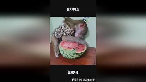 大嘴吃瓜直播,揭秘娱乐圈幕后故事