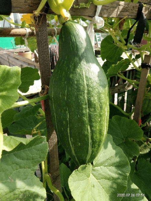 刀小刀吃瓜在线,揭秘娱乐圈幕后故事