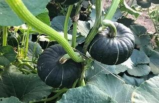 吃小瓜消化吗,吃小瓜消化之谜