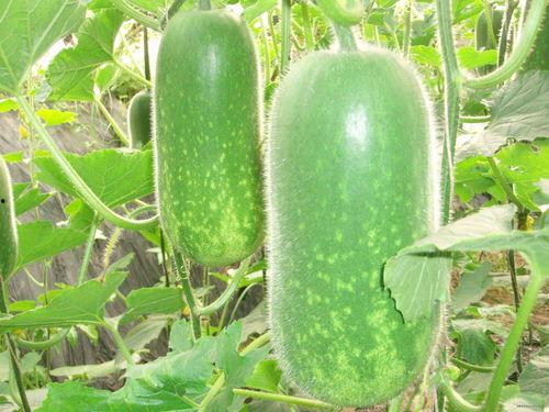 ark吃瓜图片大全,生存进化，吃瓜图鉴大揭秘！