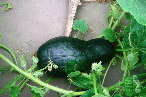 ark吃瓜图片大全,生存进化，吃瓜图鉴大揭秘！