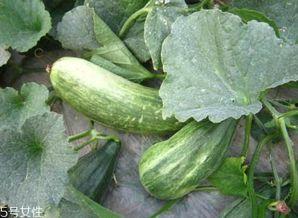 吃酥瓜伤胃吗酥瓜的吃法,伤胃风险与正确吃法揭秘