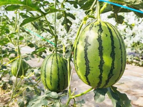 看人吃瓜如见吃瓜,揭秘娱乐圈的“瓜田”奇观