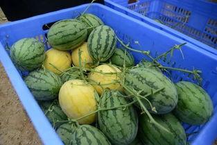 看人吃瓜如见吃瓜,揭秘娱乐圈的“瓜田”奇观