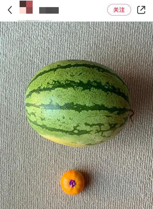 老外吃绿瓜,老外品尝独特绿瓜的奇妙体验