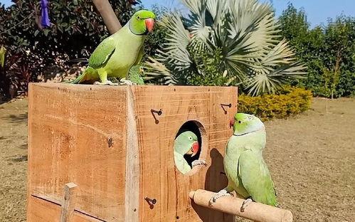 小瓜被鸟吃,一场与鸟儿的悲剧邂逅