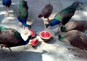 小瓜被鸟吃,一场与鸟儿的悲剧邂逅