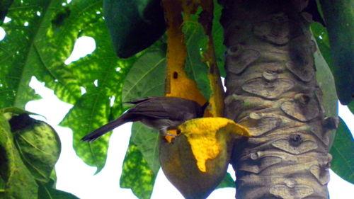 小瓜被鸟吃,一场与鸟儿的悲剧邂逅