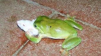 青蛙围观吃瓜,一场别开生面的“吃瓜”盛宴