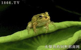 青蛙围观吃瓜,一场别开生面的“吃瓜”盛宴