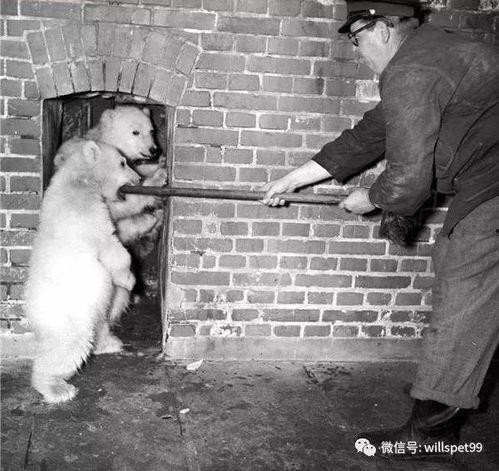 熊猫围观吃瓜图片,萌态十足引网友热议