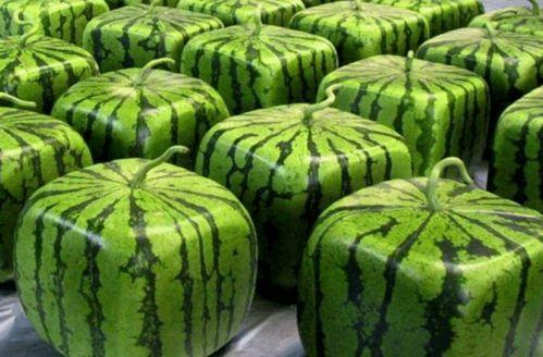 吃瓜中国网友,吃瓜群众视角下的中国热点事件盘点