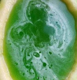 市中心吃瓜,街头小吃背后的市井百态