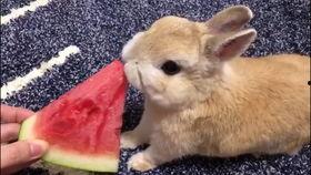 吃瓜的兔子怎么画,趣味插画创作解析