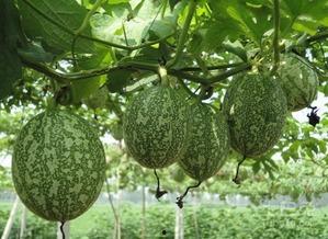 江西吊瓜几月吃,江西吊瓜最佳食用月份揭晓