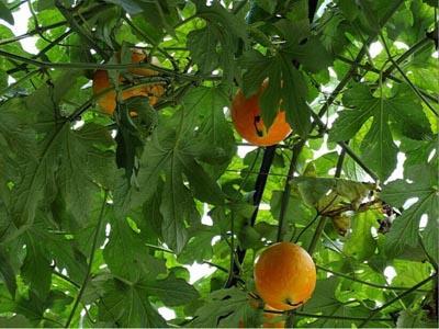 江西吊瓜几月吃,江西吊瓜最佳食用月份揭晓