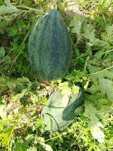 附近免费吃瓜,畅享夏日清凉盛宴