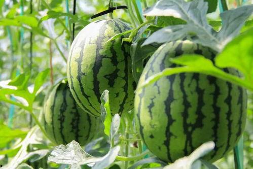 附近免费吃瓜,畅享夏日清凉盛宴