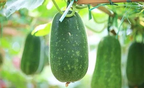 小孩吃妈妈的瓜,小孩品尝妈妈亲手种瓜的美好时光