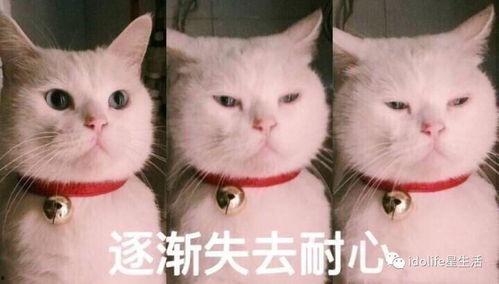 猫咪吃瓜搞笑瞬间,瓜皮飞舞，猫咪笑翻天